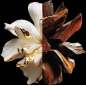 L'Interdit Parfum L'Interdit Parfum
