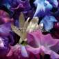 Absolus Allegoria Florabloom Absolus Allegoria Florabloom