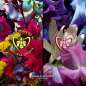 Absolus Allegoria Florabloom Absolus Allegoria Florabloom