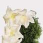 CK Body Mist