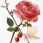 Rose Pompon