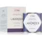 Essential 02 / Lavender Essential 02 / Lavender