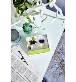 Essentials Lime Light