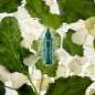 Botanical Repair™ Bond-Building Flash Treatment Botanical Repair™ Bond-Building Flash Treatment