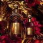 Absolus Allegoria Rose Amira Absolus Allegoria Rose Amira