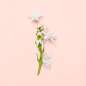 Bloom Bloom